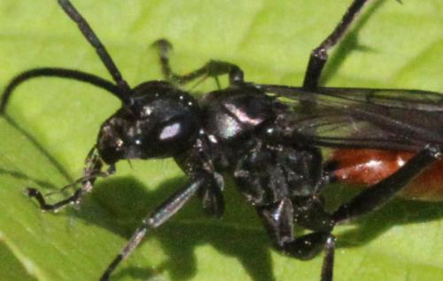 Priocnemis sp.